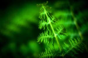 A close up of a green fern.